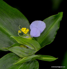 Commelina undulata
