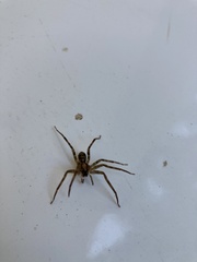 Heteropoda venatoria