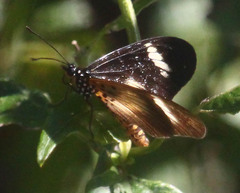Acraea esebria