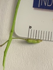 Rorippa palustris palustris