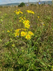 Jacobaea