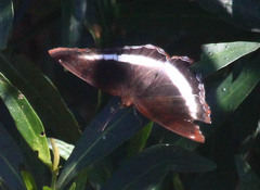 Eurytela hiarbas