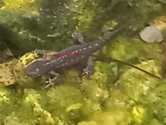 Ichthyosaura alpestris