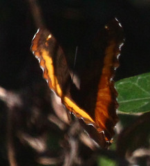 Eurytela dryope