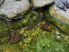 Ichthyosaura alpestris