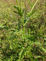 Jacobaea