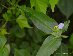 Commelina undulata