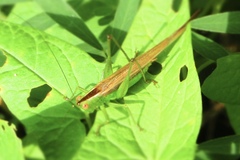 Conocephalus fasciatus