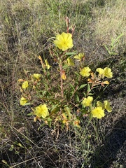Oenothera