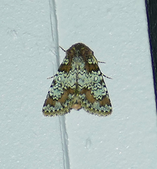 Hemibryomima chryselectra