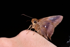 Hasora badra