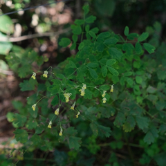 Thalictrum minus
