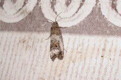 Notocelia trimaculana