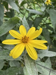 Helianthus hirsutus
