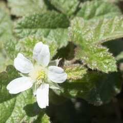 Rubus ursinus