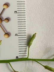 Rorippa palustris palustris