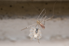 Pholcus phalangioides