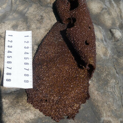 Chondracanthus exasperatus