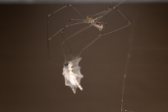 Pholcus phalangioides