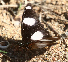 Hypolimnas misippus