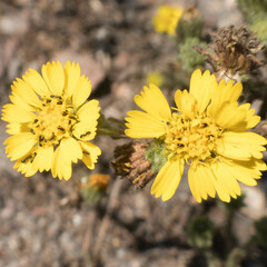 Deinandra corymbosa