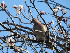 Streptopelia senegalensis