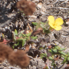 Camissoniopsis cheiranthifolia cheiranthifolia