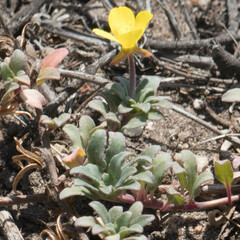 Camissoniopsis cheiranthifolia cheiranthifolia