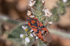 Spilostethus pandurus