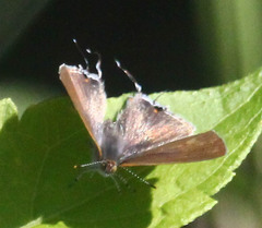 Hypolycaena philippus