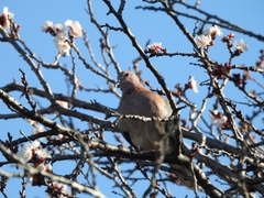 Streptopelia senegalensis