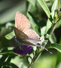 Hypolycaena philippus