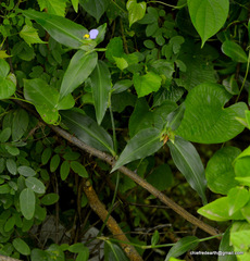 Commelina undulata