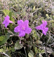 Ruellia simplex