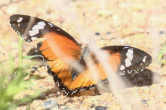 Hypolimnas misippus