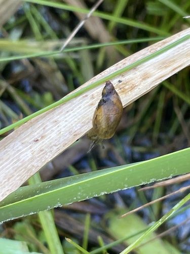 Kanab Ambersnail