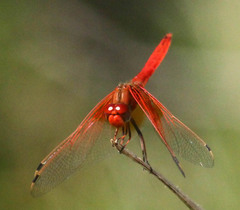 Trithemis kirbyi