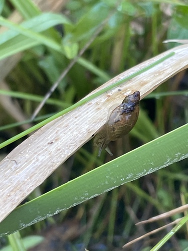 Kanab Ambersnail