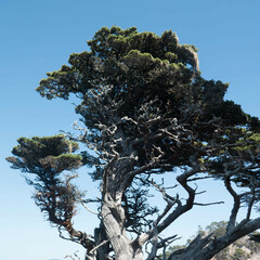 Cupressus