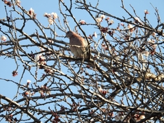 Streptopelia senegalensis