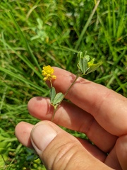 Trifolium campestre