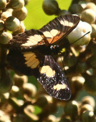 Acraea cabira