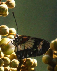 Acraea cabira
