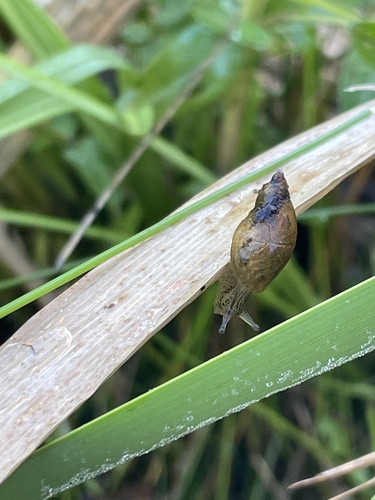 Kanab Ambersnail