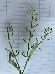 Rorippa palustris palustris