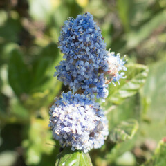 Ceanothus thyrsiflorus griseus