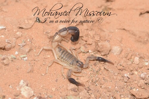 Androctonus australis · iNaturalist
