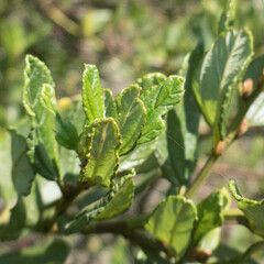 Ceanothus thyrsiflorus griseus