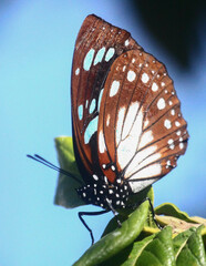 Charaxes wakefieldi