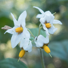 Solanum douglasii